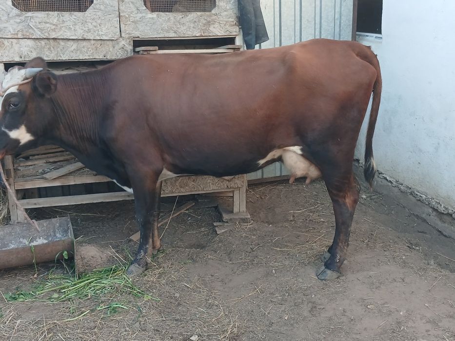 Сиыр сатам .Продам корову.