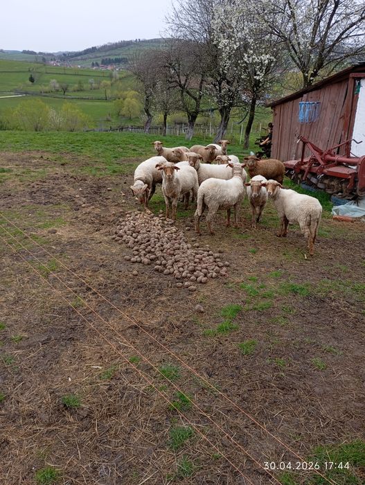 Oi roși tigăi tinere