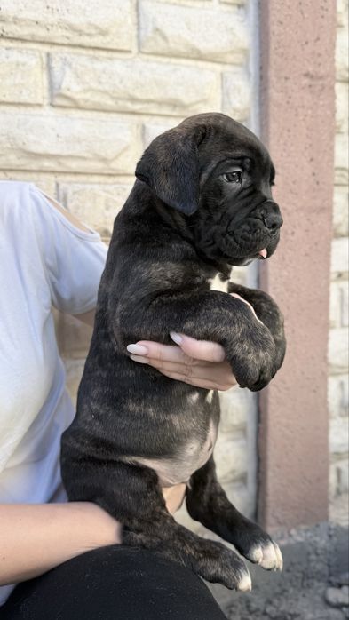 Italian Cane Corso