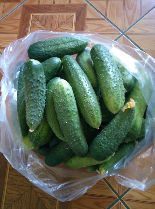 Продам огурцы домашние