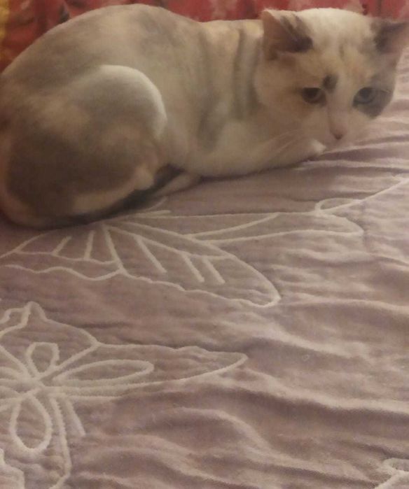 Кошка отдадим бесплатно