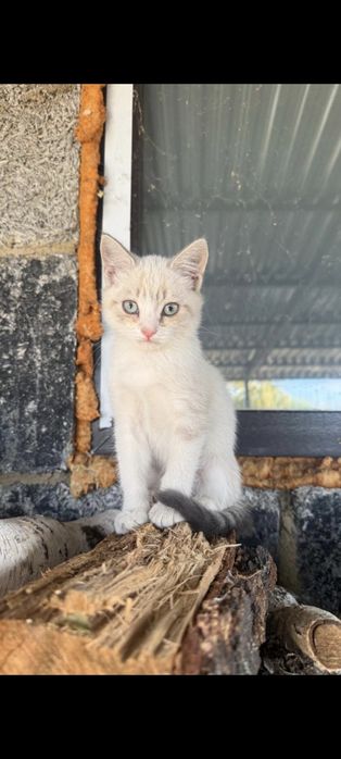 Котенок домашний
