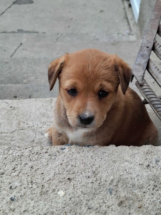 Donez catelusi, talie medie, Metis. Pui de caine spre adoptie.