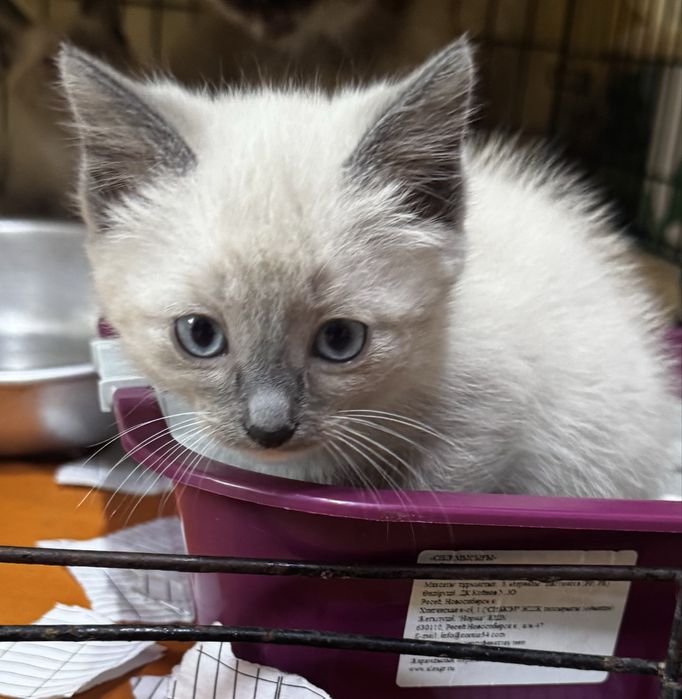 Котятки ищут дом