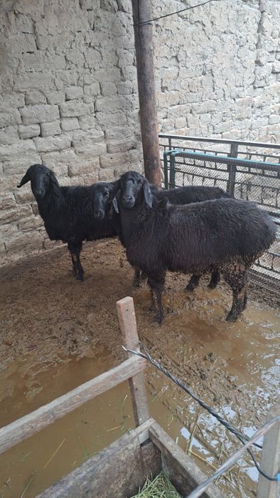 4 бас ұрғашы тоқты сатылады