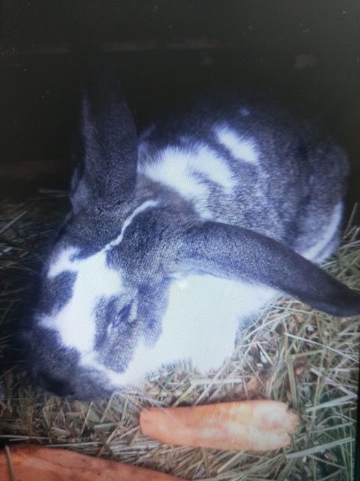 Продам кролих крупных