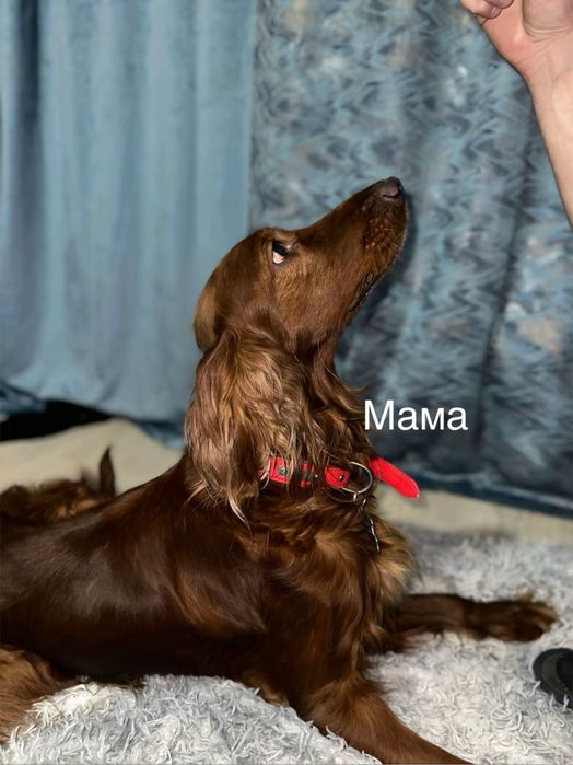 Ирланский сеттер