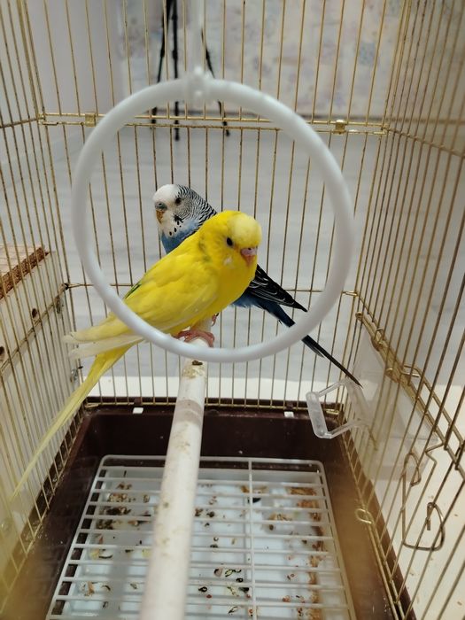 Волнистые попугай