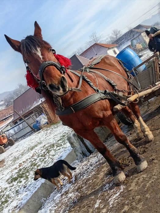 Iapa cu mânză de vânzare