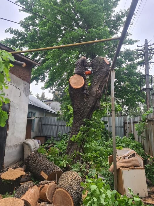 Спил деревьев, обрезка