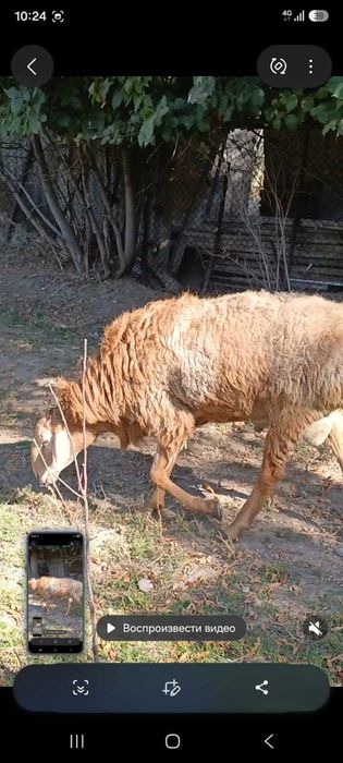 Продам барана кошкара