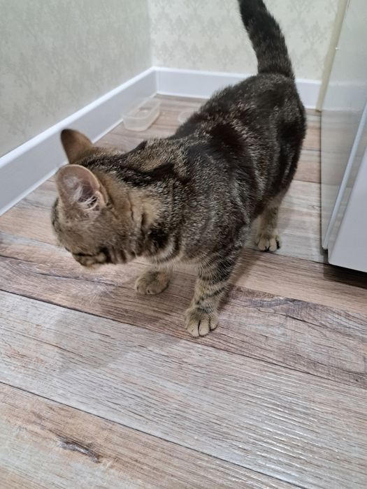 Котёнок  девочка