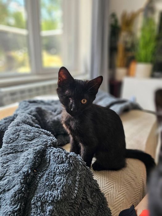 Котенце момченце на 3 месеца търси дом