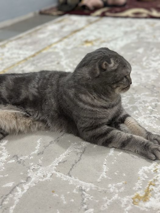 Кот вислуха 10 лет