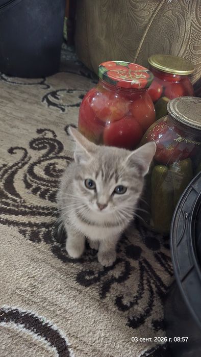 Отдам уличных котят - девочка, мальчик