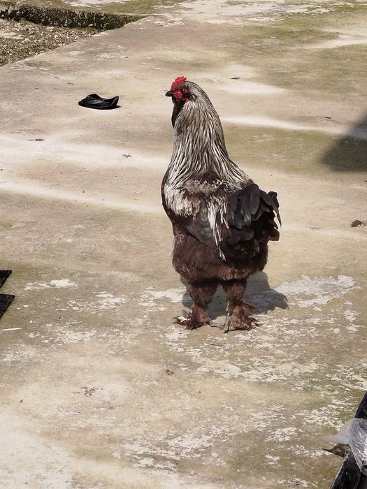 Брама петух продаётся