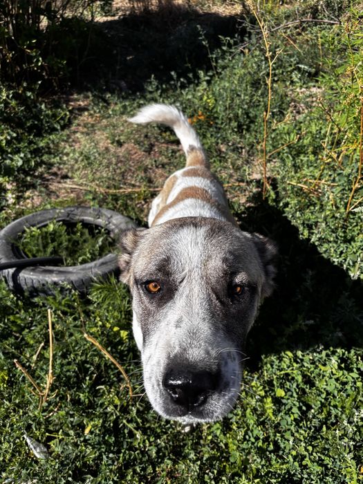 Алабай, САО (мальчик)