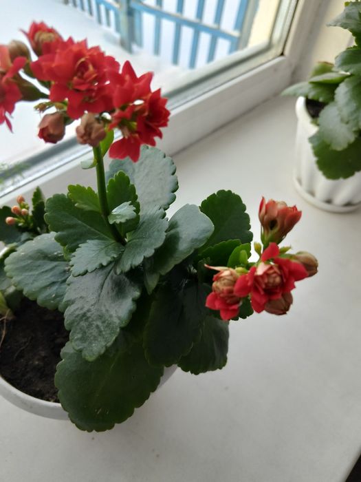 Продам цветы каланхоэ красный