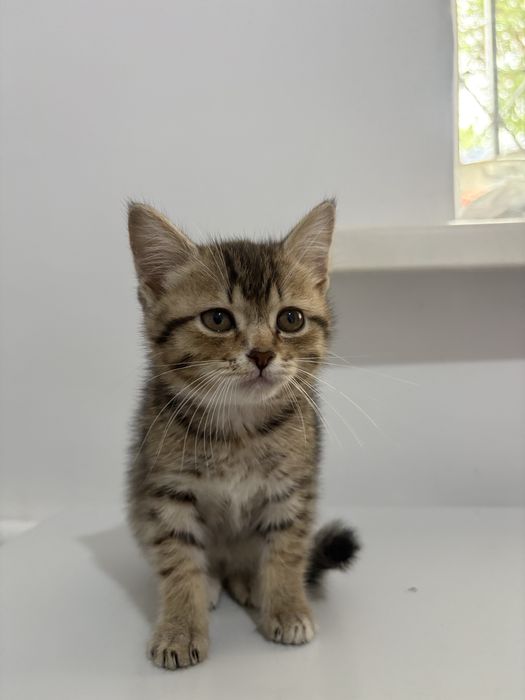 Котенок 2 месяц девочка
