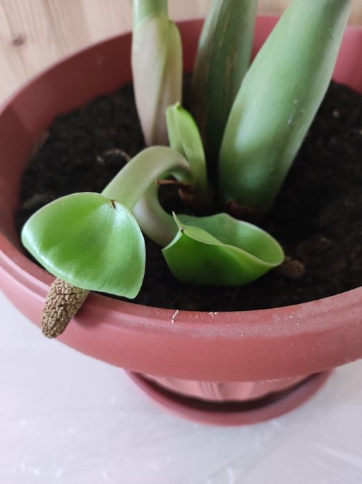 Денежное дерево Замиокулькас