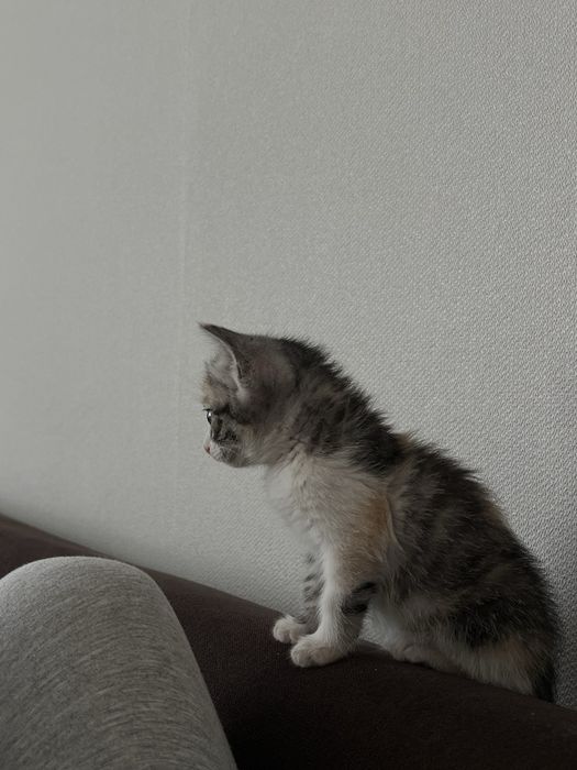 котенок, девочка 3 месяца