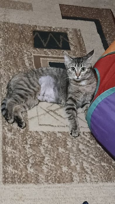 Одам в хорошие руки