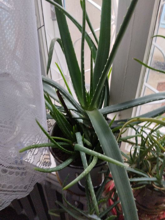 Растение алое продаём