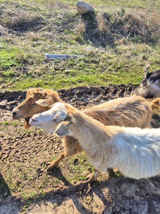 Capre fătate și depuse
