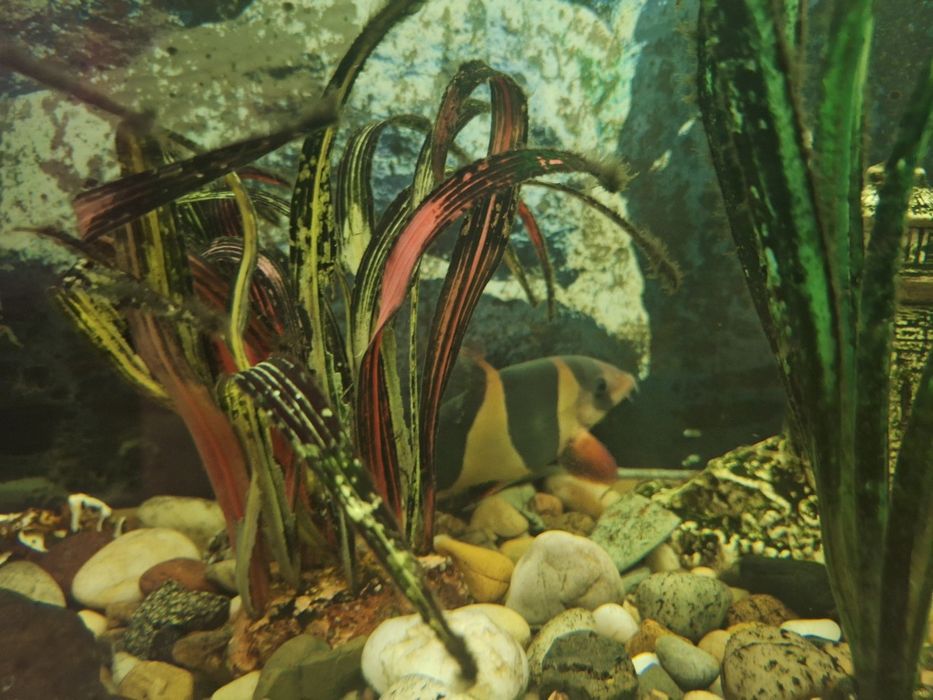 Боция клоун взрослый