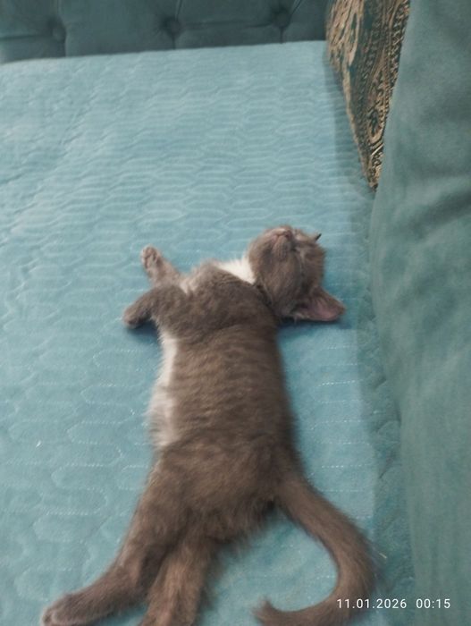 Котёнок девочка 20.000тг