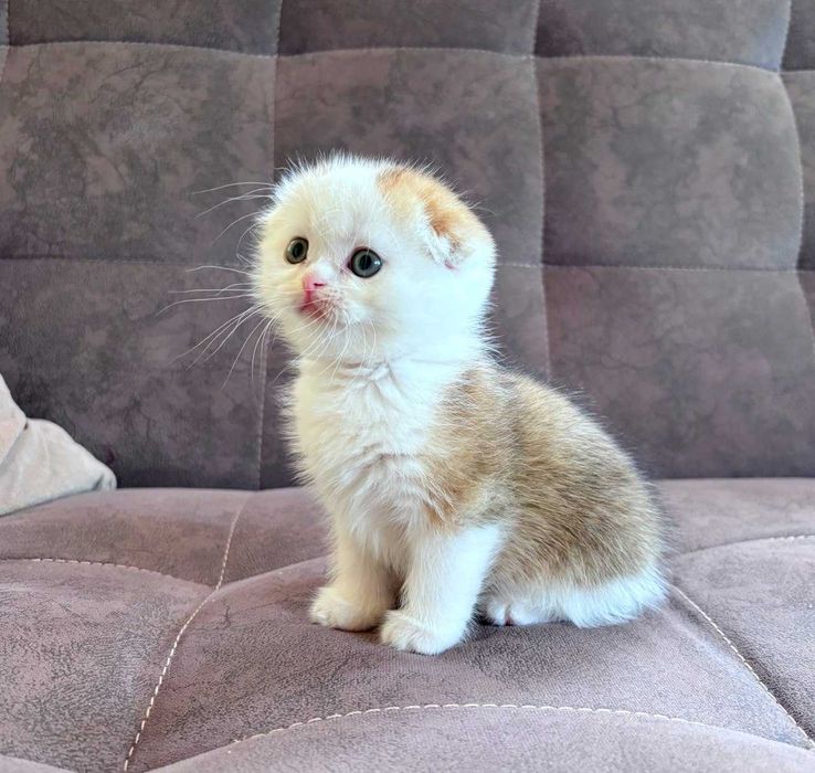 Продаются котята скотиш фолд (вислоухие)