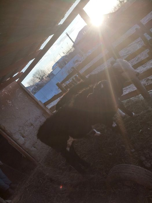 Баспақ еркек мал екеу жақсы