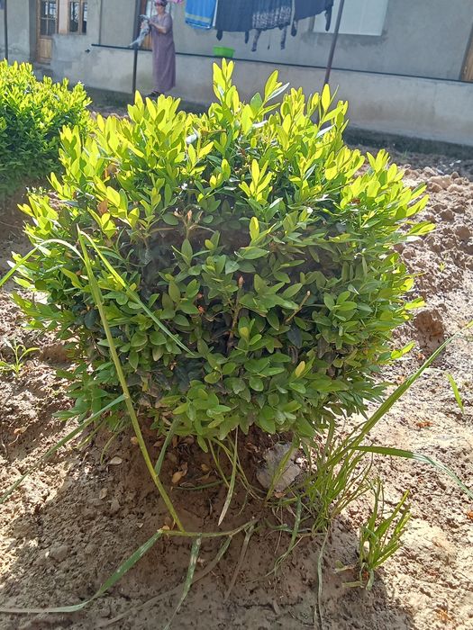 Shamshod sotiladi keles