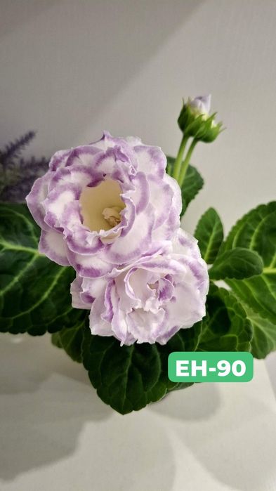 Продам глоксинии