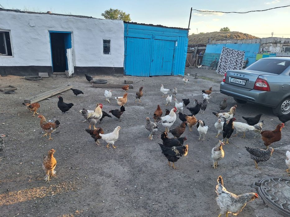 Продам домашних кур молодняк