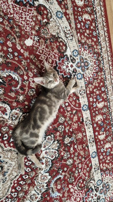 Отдам малышку в добрые руки