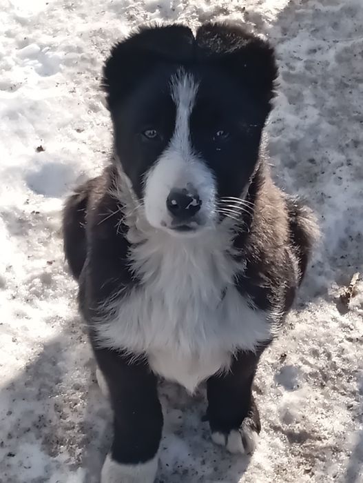 Щенки в добрые руки