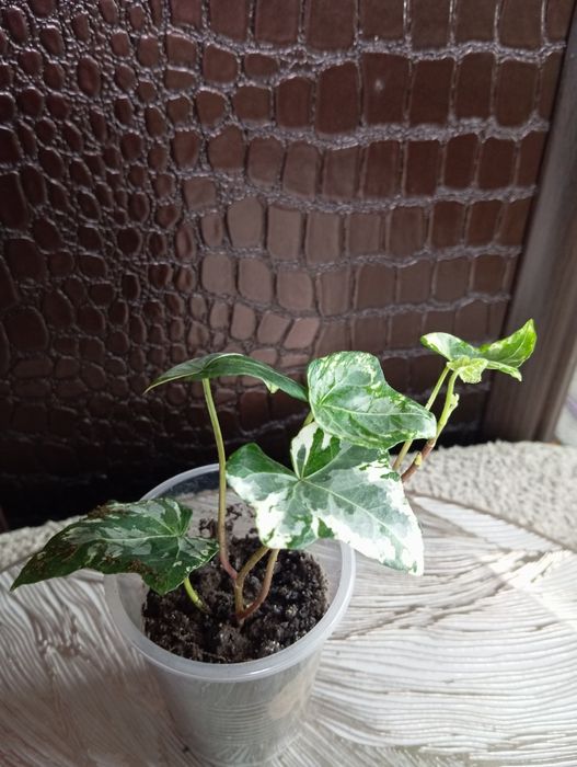 Комнатные растения