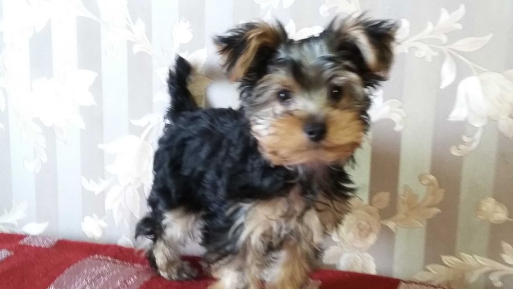 Очаровательные йоркширские щеночки.