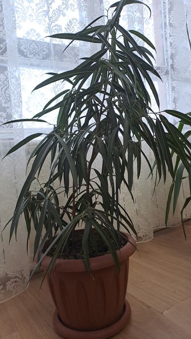 Продаем комнатные цветы