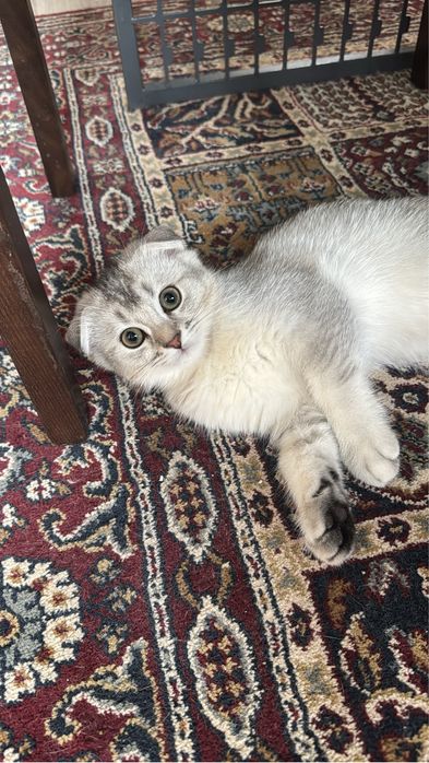 котята британские шиншиллы