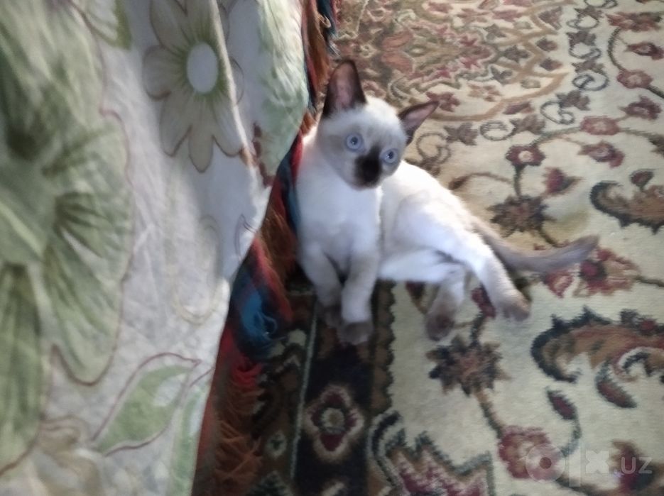 Котята домашние чистенькие