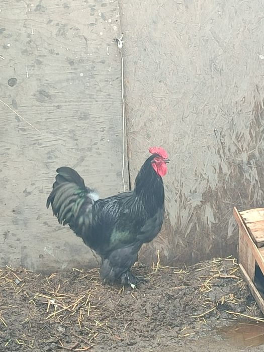 Ho'roz sotiladi 1.5 yosh