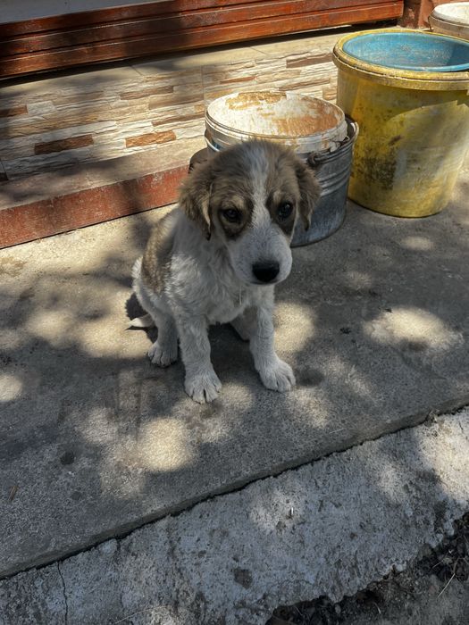 Catel spre adoptie