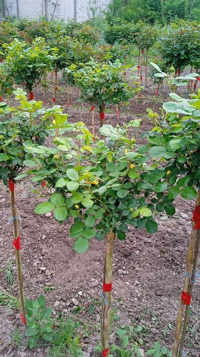 Штамбовый роза    Metropka shtampoviy atirgul boshlandi