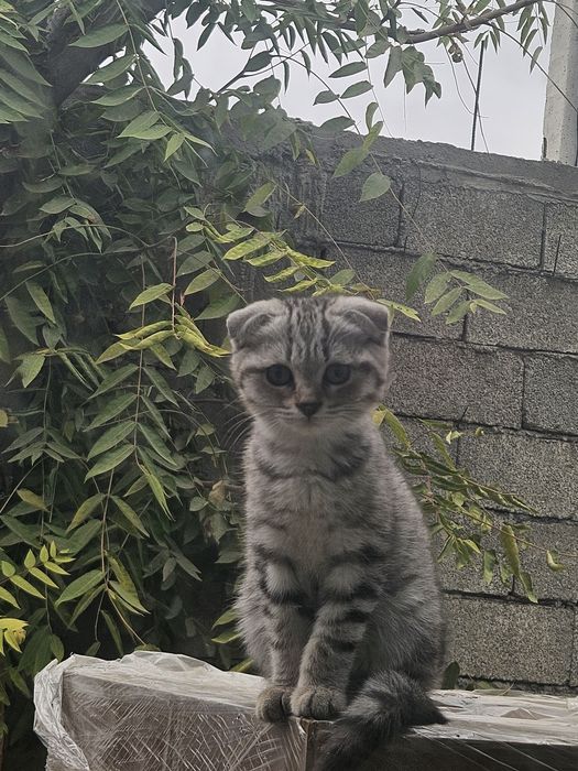 Кот скоттиш фолд