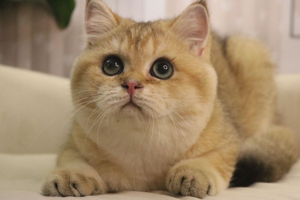 Мальчик чистокровный британец с окрасом золотая шиншилла