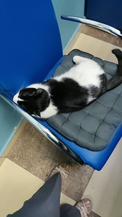 Отдам кошечку в добрые руки .