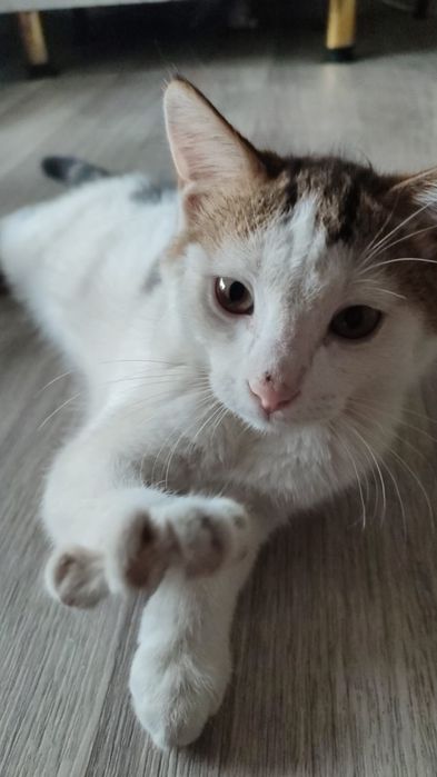Отдам котенка в добрые руки