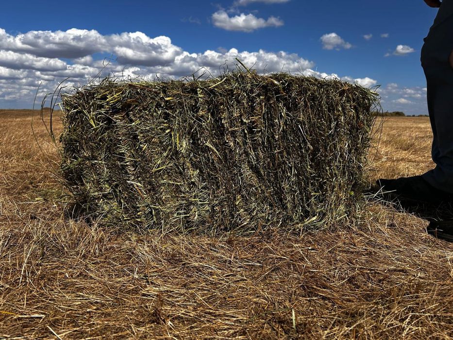 Продам сено луговое